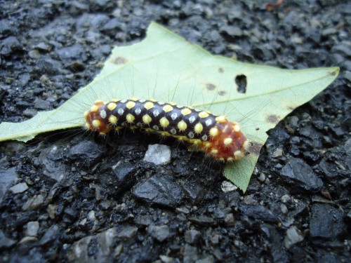 white flannel moth caterpillar (2)