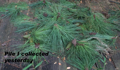 pine needle cluster 3