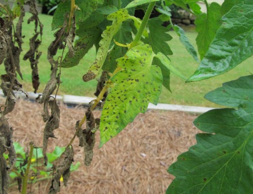 tomato septoria 5