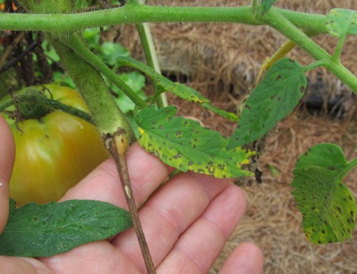 tomato septoria 3