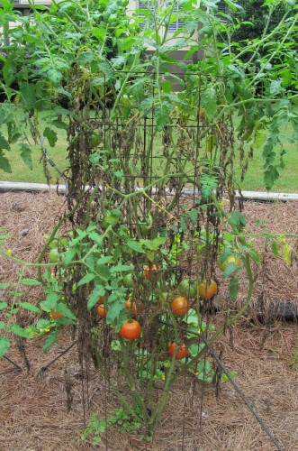 tomato septoria 7