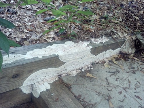 fungus on wood 1
