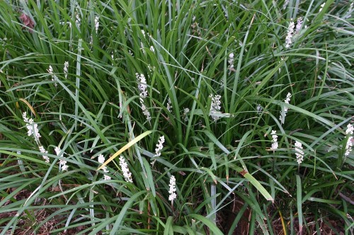 Liriope spicata