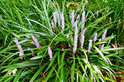 Liriope muscari