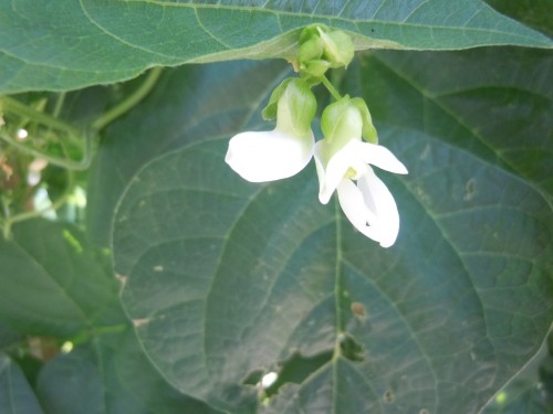 bean flower