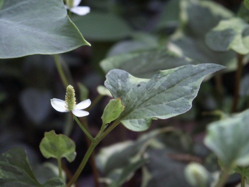 chameleon plant flower