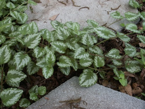 yellow archangel