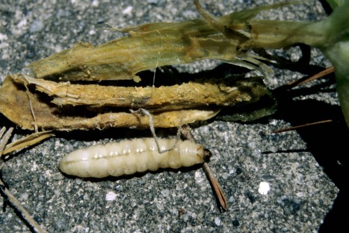 squash vine borer grub