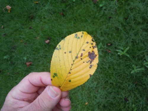 cherry leaf spot 3