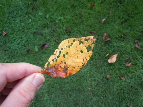 cherry leaf spot 2