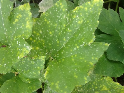 squash downy mildew