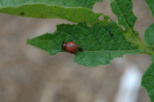 Colorado potato beetle 4