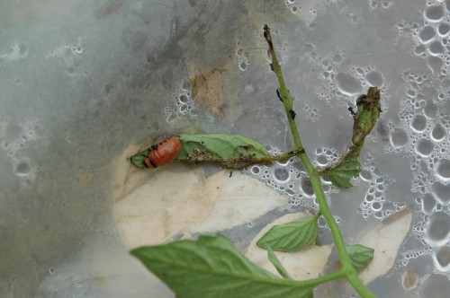 Colorado potato beetle 3