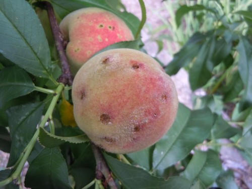 BMSB damage on peach