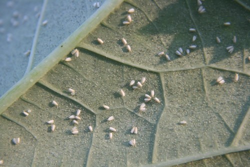 whitefly 2a