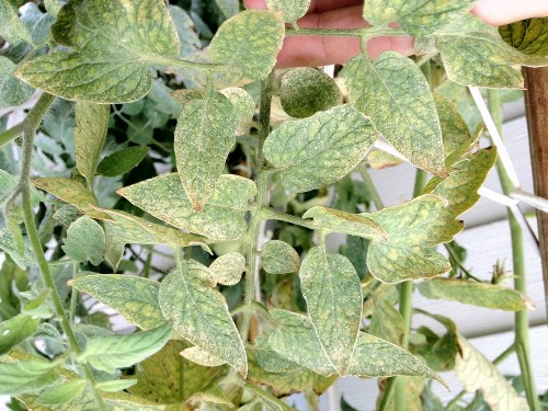 whitefly on tomato