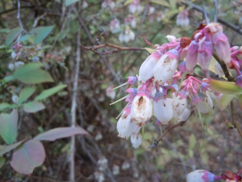 blueberry flowers bee damage