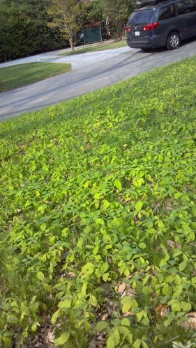 oak seedlings