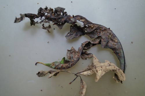 jumping oak gall