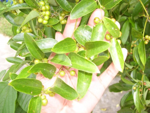 lanceleaf smilax