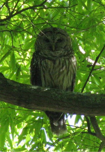 barred owl