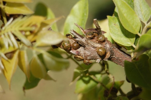 kudzu bug on wisteria