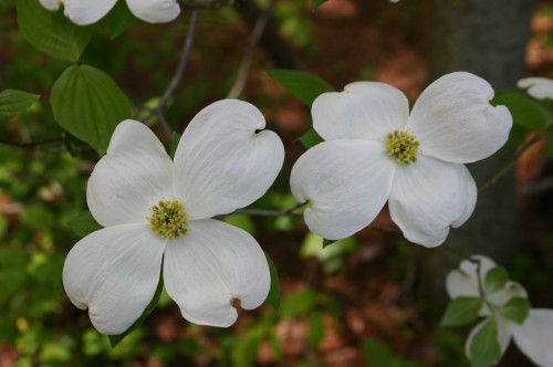 dogwood flower 4