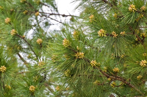 pine cones 2