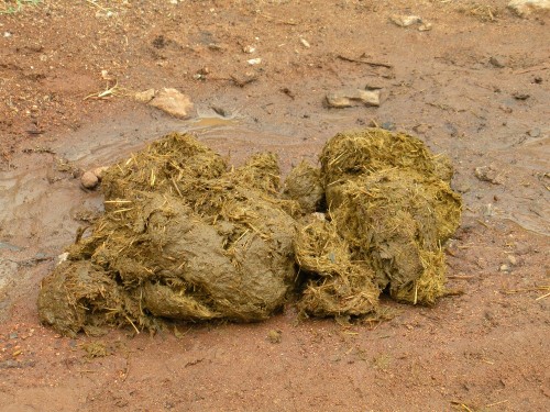 elephant dung