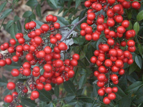 nandina berry