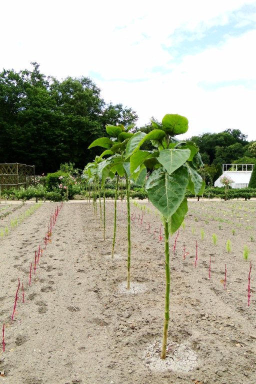 kale walkingstick