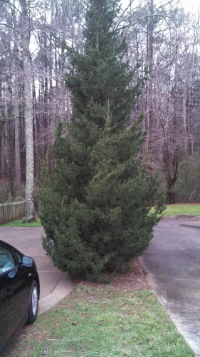 evergreen to prune