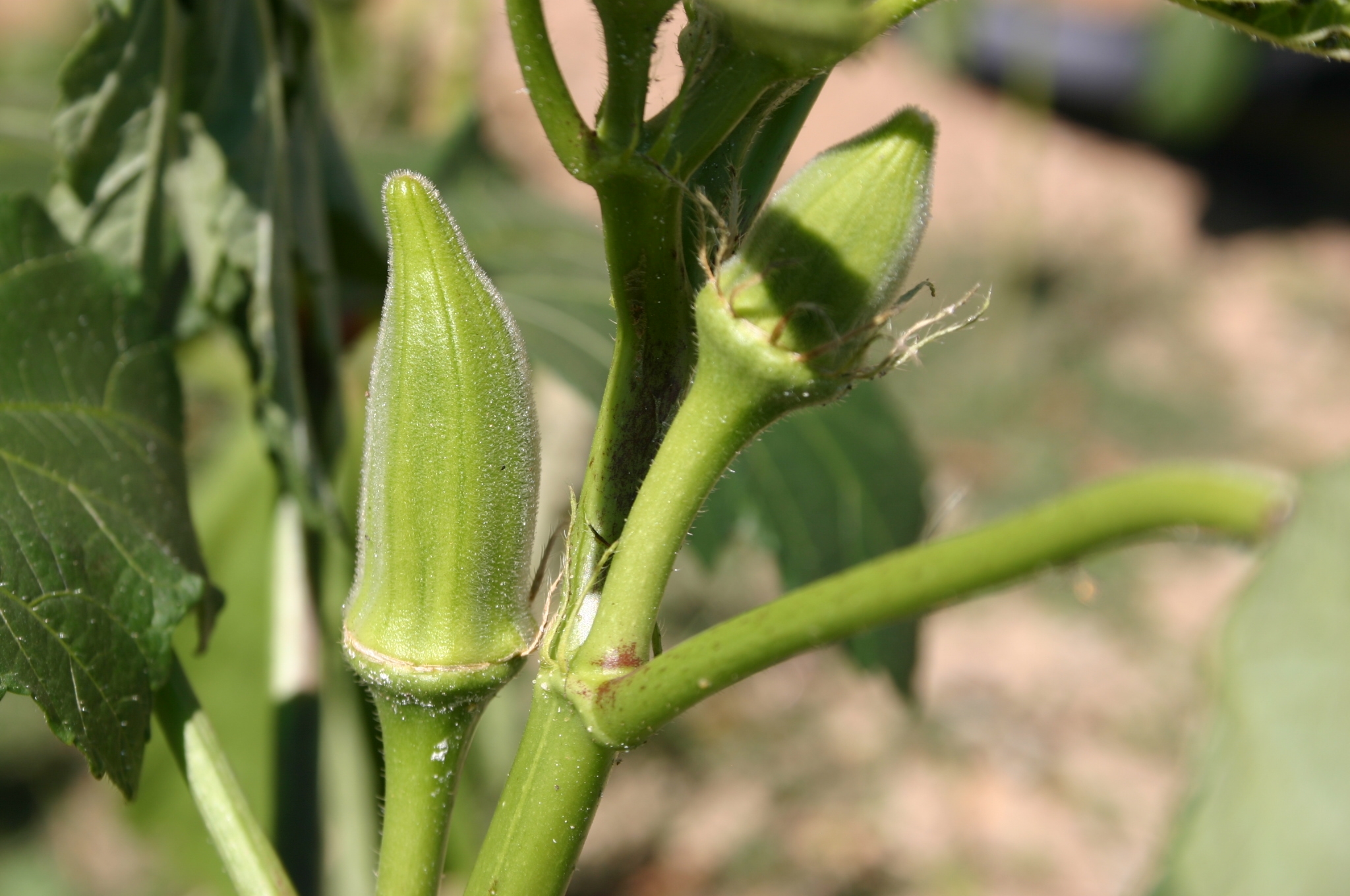 okra young