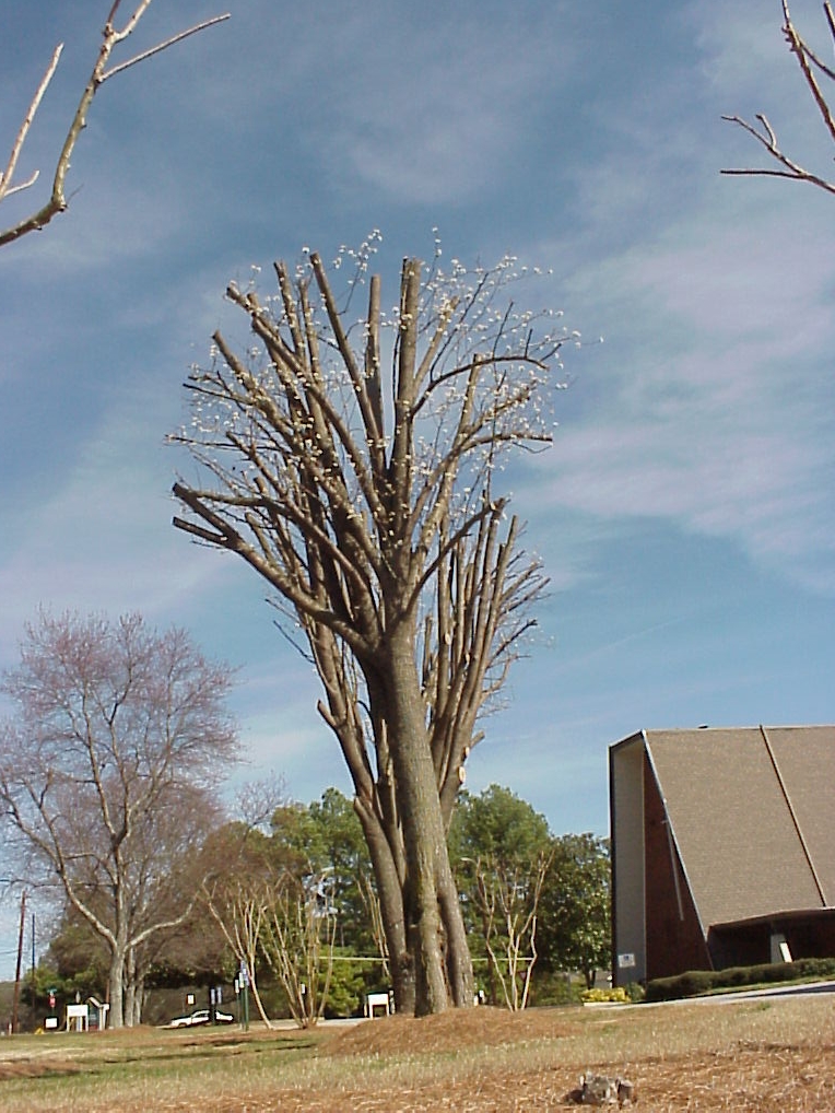 these Bradford pear limbs were shortened xx years ago