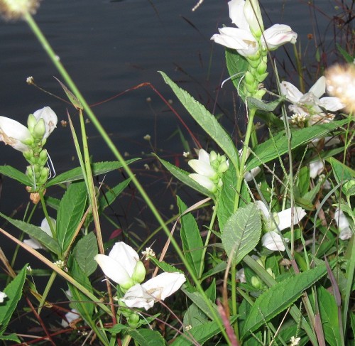 turtlehead, Chelone lyonii