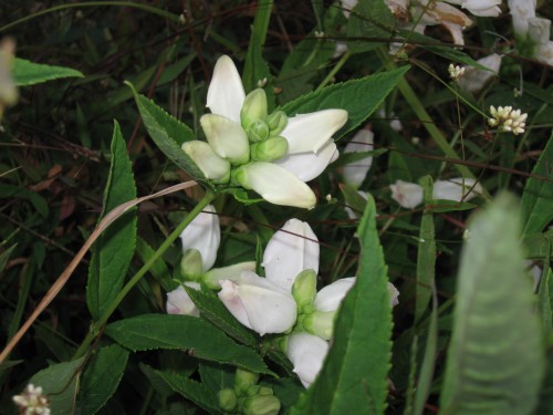 turtlehead, Chelone lyonii