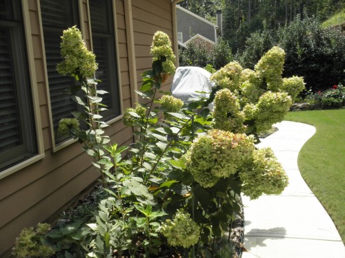 floppy 'Limelight' hydrangea