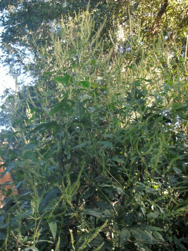 giant ragweed