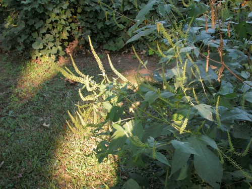 giant ragweed