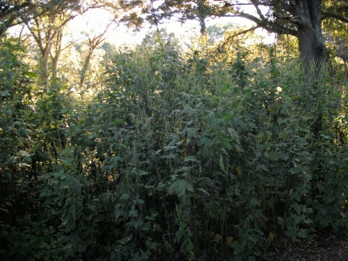 giant ragweed