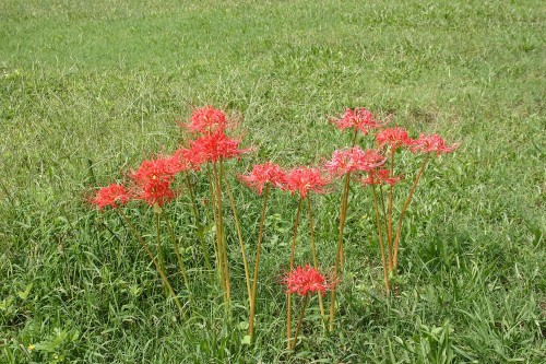 spider lily - Lycoris radiata