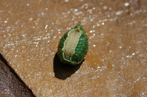 skiff moth caterpillar