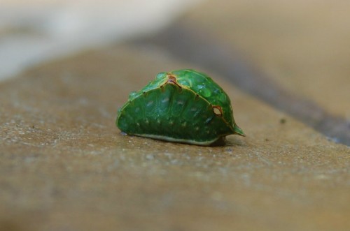 skiff moth caterpillar