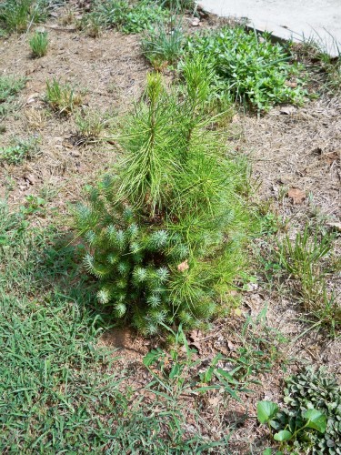 Italian stone pine - juvenile foliage and mature foliage