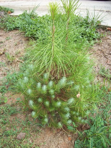 Italian stone pine - juvenile foliage and mature foliage