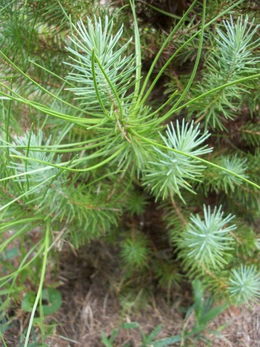 Italian stone pine - juvenile foliage and mature foliage