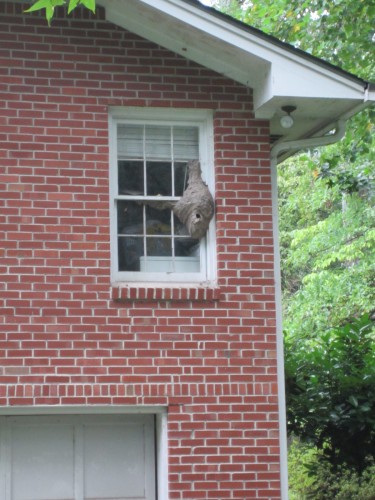 hornet nest near hives