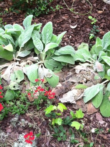 lamb's ear melting out