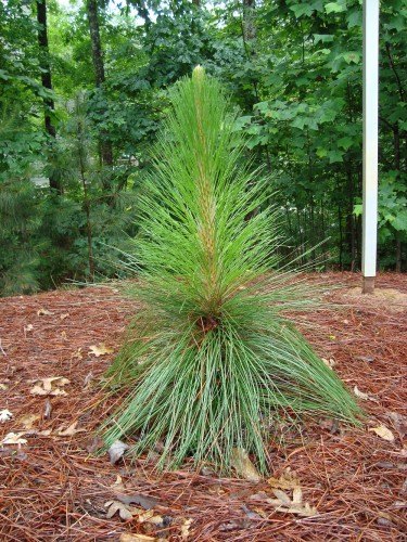 longleaf pine