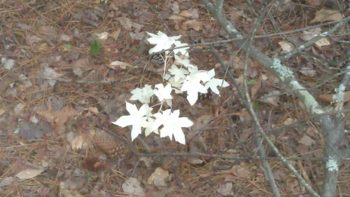 albino sweetgum